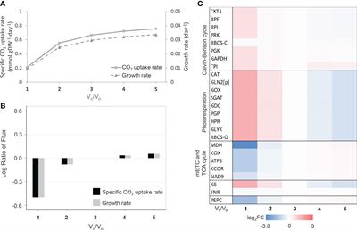 CO2 recycling by phosphoenolpyruvate carboxylase enables cassava leaf metabolism to tolerate low water availability